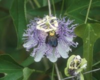 passiflora incarnata wbee.jpg